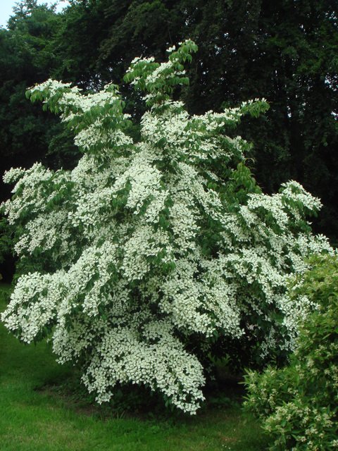 Cornus kousa chinensis